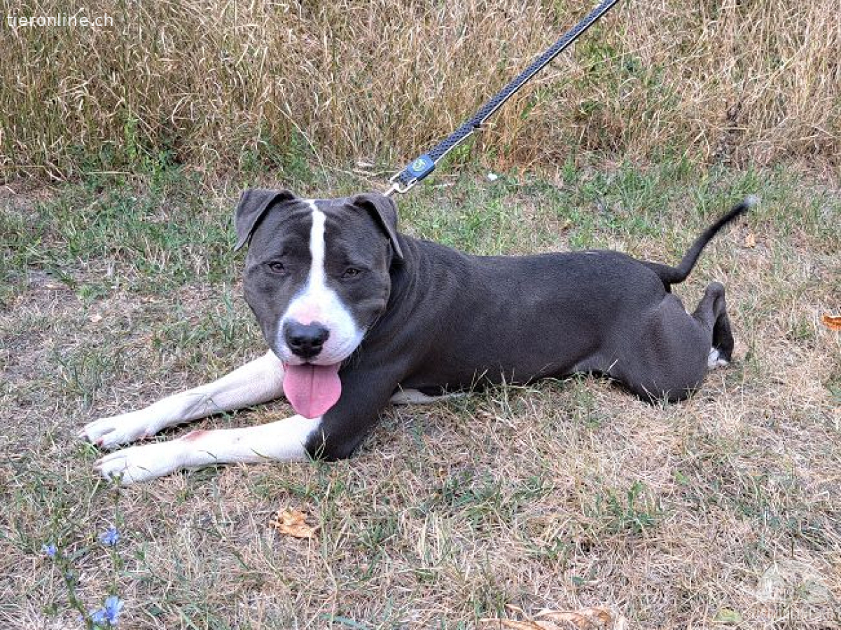 APOLLO, ruhiger Mischlingsrüde, ca. 4 Jahre, 50cm, 26,5kg