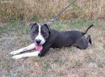 APOLLO, ruhiger Mischlingsrüde, ca. 4 Jahre, 50cm, 26,5kg