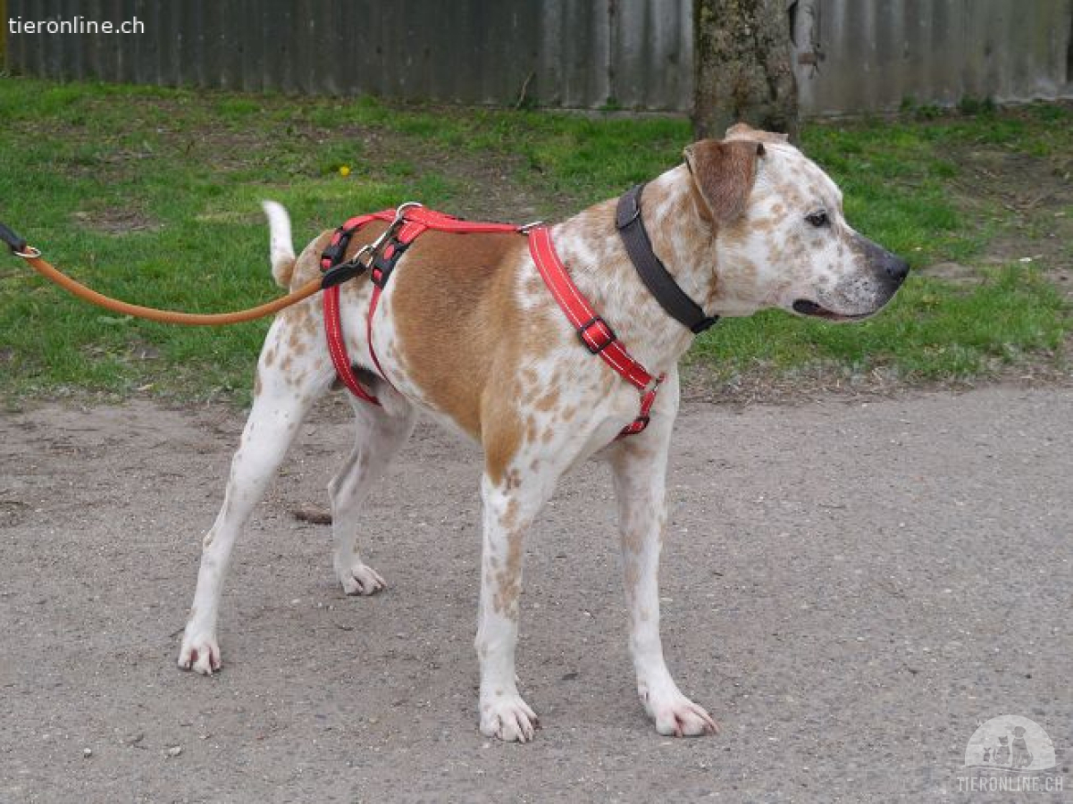 RUBINO, FRÖHLICHER MISCHLINGSRÜDE, CA. 4 JAHRE, 58CM, 23KG