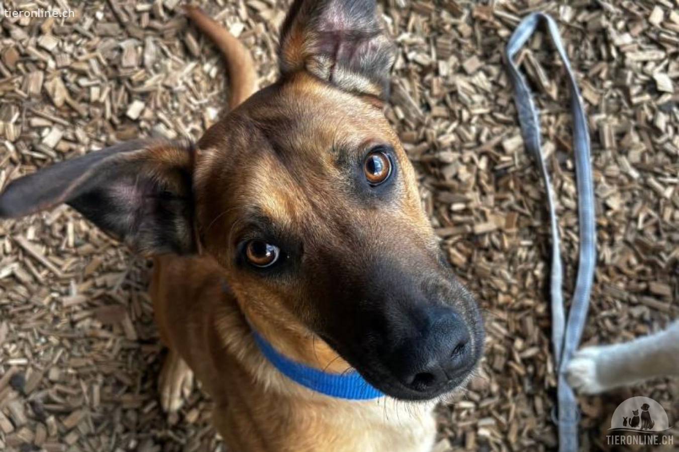 Maddox (2 Jahre) sucht erfahrende Hundemenschen