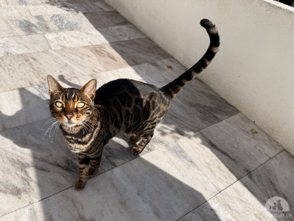 RESERVIERT Liebevoller Bengalkater sucht neues Zuhause