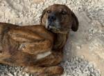 Lebensfroher Shaggy (7 Jahre) sucht seinen Jackpot!