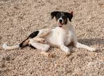 Haribo (3 Jahre) sucht ein ruhiges Zuhause
