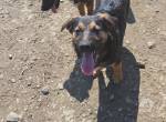 Jonas ist ein menschenbezogen und liebevoller Hund