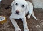 Camil sucht ein liebesvolles Zuhause