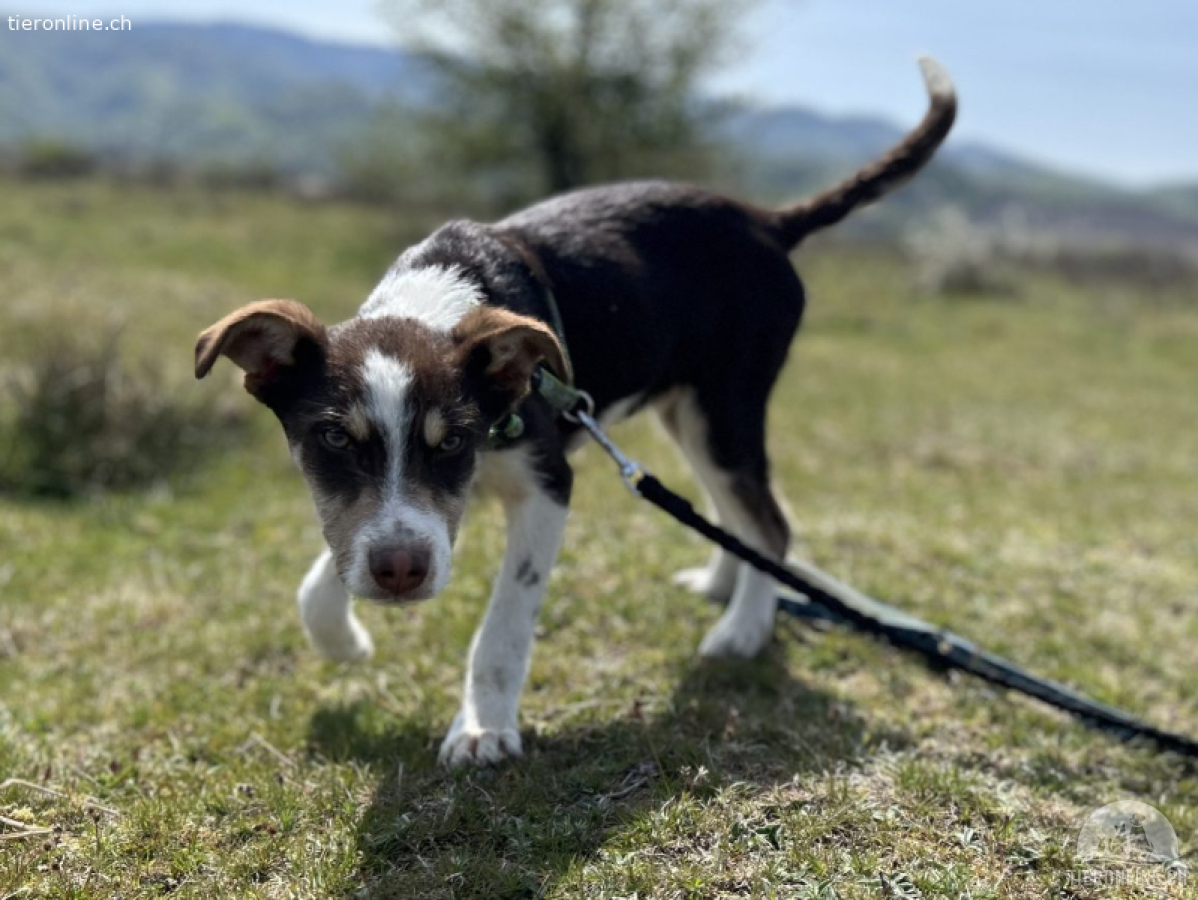 Frecher Charmeur Rocko sucht seine Herzensmenschen