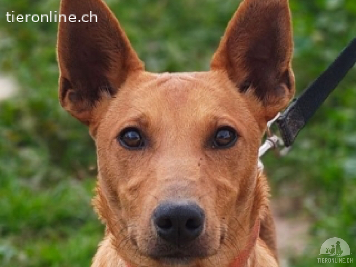 Pollock -verschmuster und anhänglicher Podenco