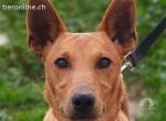 Pollock -verschmuster und anhänglicher Podenco