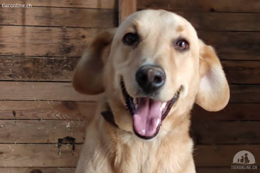 Charlie (10 Jahre) - wer schenkt ihm eine Perspektive?