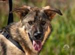 Pavarotti (1 Jahr) sucht dringend sein Zuhause 
