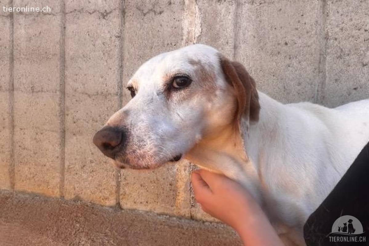 Freundlicher Dino (6 Jahre) sucht Menschen mit Herz