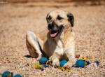 Maverick (5 Jahre) sucht hundefreundliches Zuhause