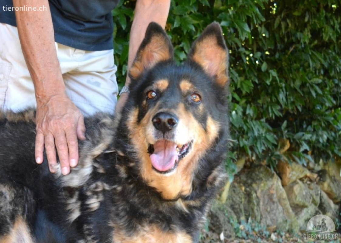 Carryllo - Der Hund eines Schäfers....