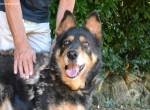 Carryllo - Der Hund eines Schäfers....