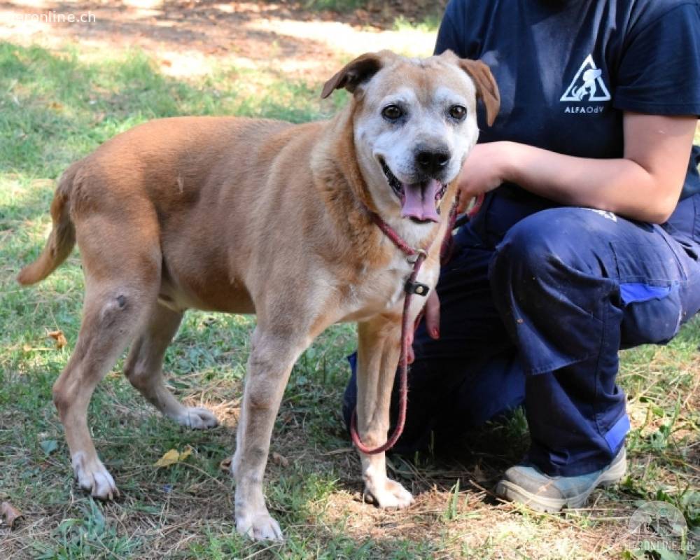 Rinaldo - Gold-Senior sucht dringend Zuhause