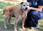 Rinaldo - Gold-Senior sucht dringend Zuhause