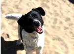 Gaston-2, bezaubernder Hundemann