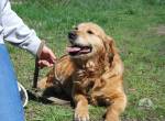 ARITA, bezaubernde Hundedame, ca. 6,5 Jahre, 52cm, 28kg