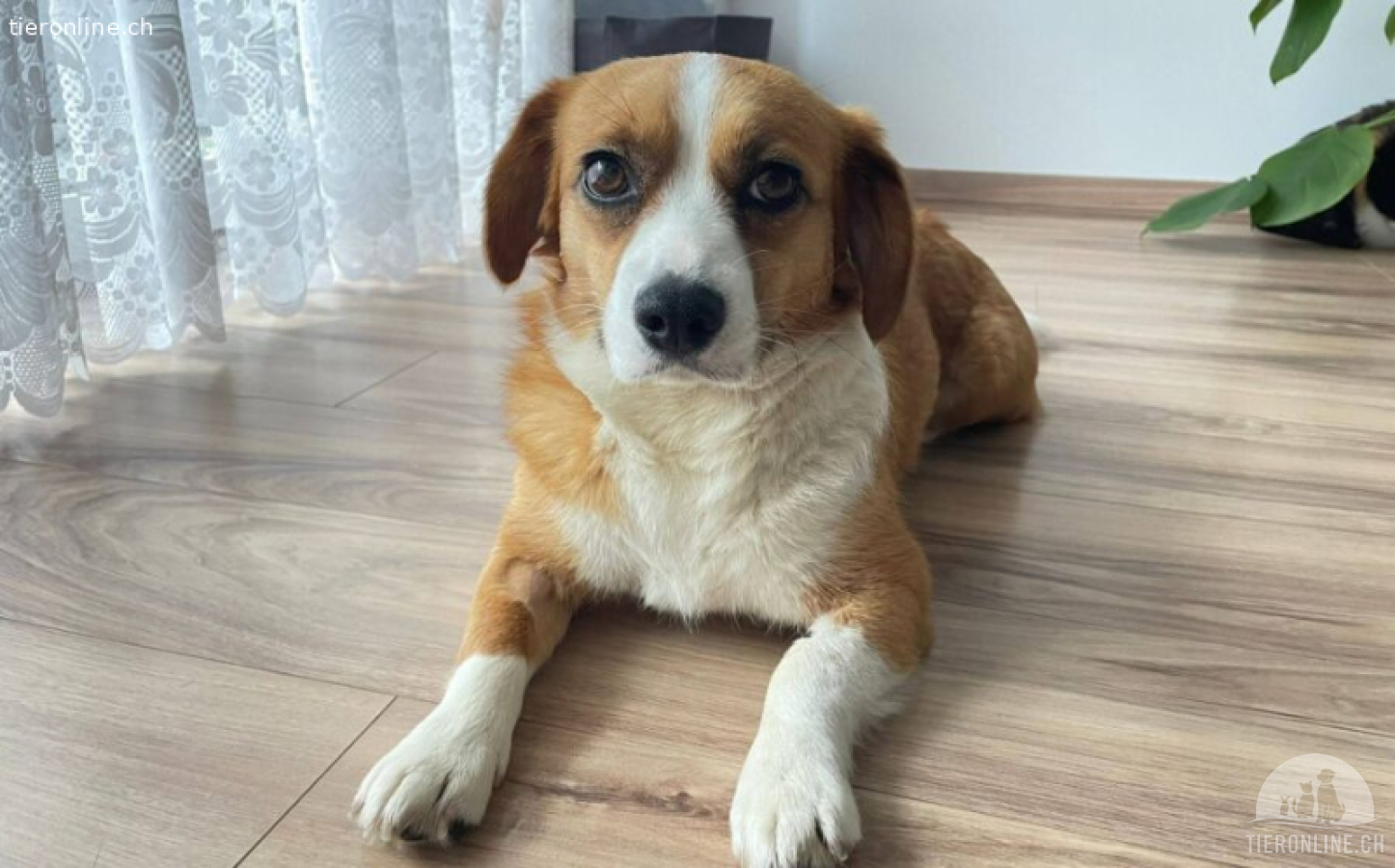 Molly - sanft und treu