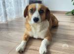 Molly - sanft und treu