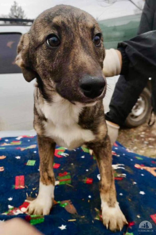 Fiona - Galgo-Mix sucht ihre Familie