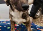 Fiona - Galgo-Mix sucht ihre Familie