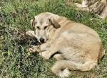 Junghund Fred sucht ein Zuhause. Adopt don´t shop