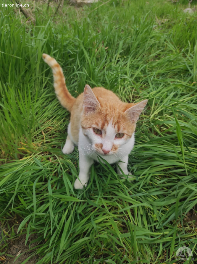 Ginger sucht eine tolle Familie