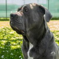 Hunde Schweiz