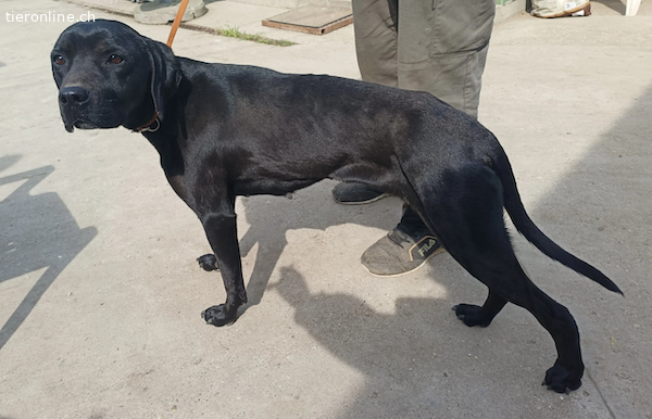 Xaphira, Mix – Hund zur Adoption im Kanton Zürich