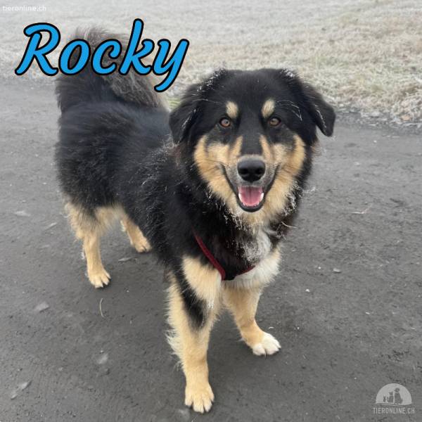 Rocky sucht erfahrene Menschen mit Herz und Verstand