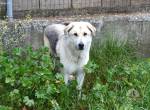 Kirk unser griechischer Schäferhundmix-sanfter Riese