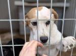Alma unsere Beaglehündin