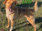 Lio ist bereit für sein Zuhause