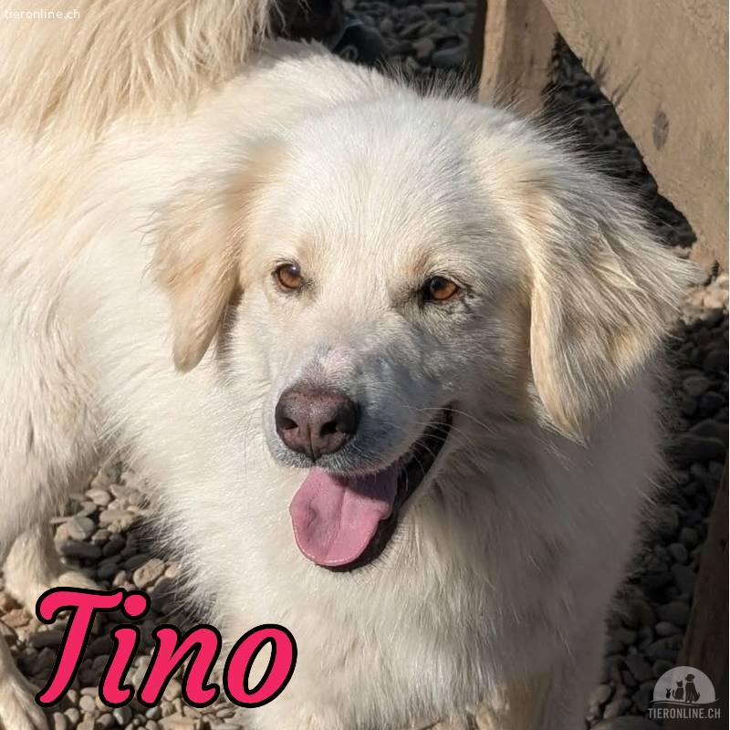 Tino sucht aktive Menschen für gemeinsame Abenteuer