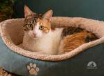 Verspielte Katze Zizel sucht ein liebevolles Zuhau