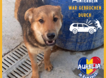 Aurelia ein kleiner Notfall- sie leidet im Tierheim