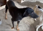 Herbie- sportlich, klug und vielleicht dein Traumhund