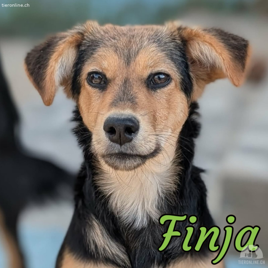 Finja - tolle Hündin sucht verständnisvolles Zuhause