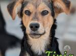 Finja - tolle Hündin sucht verständnisvolles Zuhause
