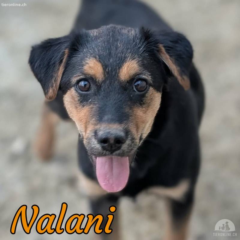 Nalani - kleine Kuschelmaus sucht ihr Für-immer Zuhause