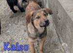 Hübscher Kaleo sucht sein Zuhause