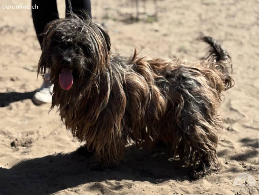 Bacio-2, Charakterhund sucht sein Zuhause