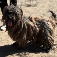 Bacio-2, Charakterhund sucht sein Zuhause