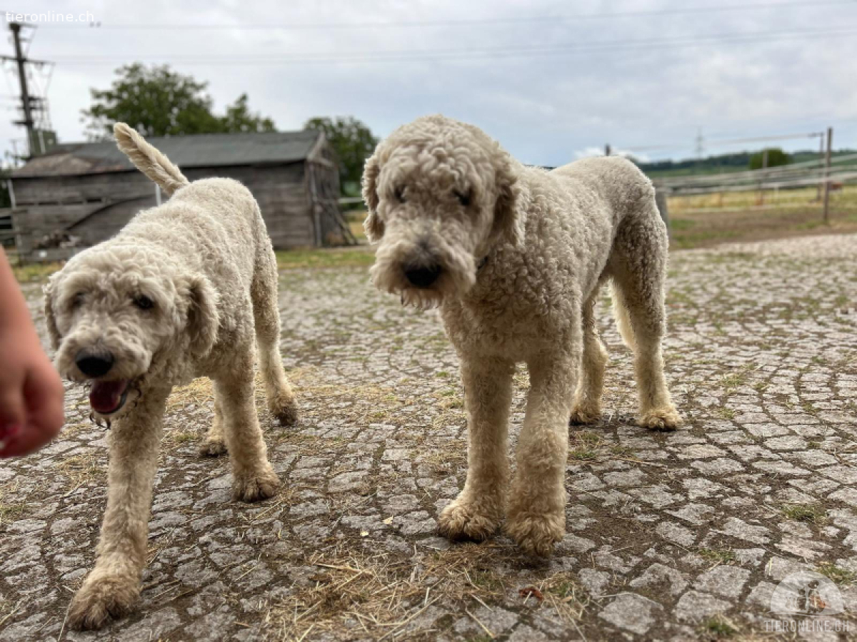 Zwei Komondor-Rüden in großer Not suchen ein Zuhause