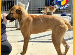 Skippy ein Überlebungskünstler sucht sein Zuhause