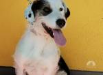 Oreo, Mischling, Rüde, geb. am 01.04.2023, 50 cm, 17 kg