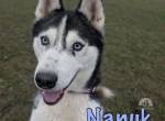 Bewegungsfreudiger Nanuk ist bereit für seine Familie
