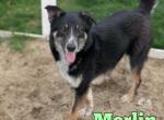 Goldschatz Merlin ist bereit für seine Menschen