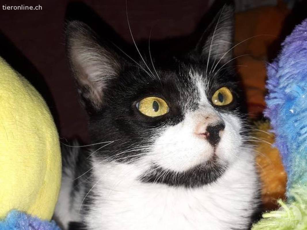 Sensibler Katzenbub Miguel sucht erfahrene Katzenmenschen
